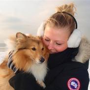 Shetland sheepdog Sofi