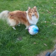 Shetland sheepdog Sofi