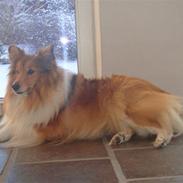 Shetland sheepdog Sofi