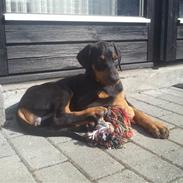 Dobermann Mamba von der Burgstätte