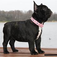 Fransk bulldog Zecudas Living Doll