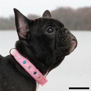 Fransk bulldog Zecudas Living Doll