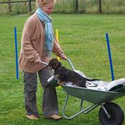 Miniature gravhund Egesgave's Wiggo