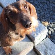 Miniature gravhund Egesgave's Wiggo