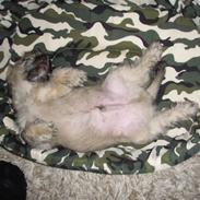 Cairn terrier snif