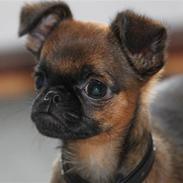 Griffon petit brabancon Iza 