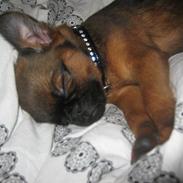 Griffon petit brabancon Iza 