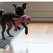 Griffon petit brabancon Iza 