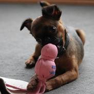 Griffon petit brabancon Iza 