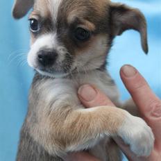 Blanding af racer Basse