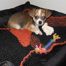 Blanding af racer Basse