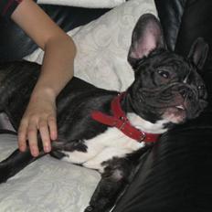 Fransk bulldog Bella
