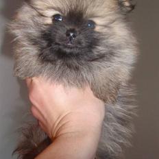 Pomeranian Mocca