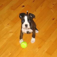 Boxer Jana von aska-box