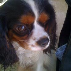 Cavalier king charles spaniel charlie