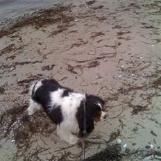 Cavalier king charles spaniel charlie
