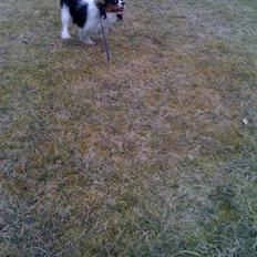 Cavalier king charles spaniel charlie