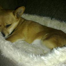 Blanding af racer Pyt