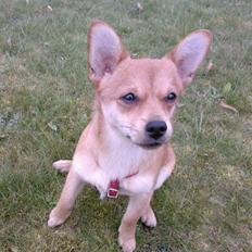 Blanding af racer Pyt