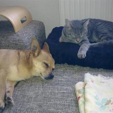 Blanding af racer Pyt