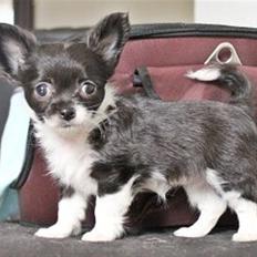 Chihuahua Frebonas Eowyn