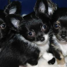 Chihuahua Frebonas Eowyn