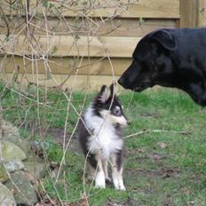 Shetland sheepdog Jack