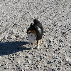 Shetland sheepdog Jack