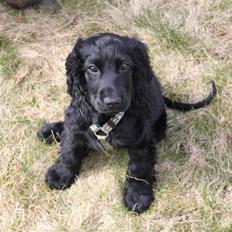 Cocker spaniel Louis