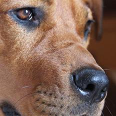 Rhodesian ridgeback Tika