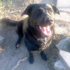 Blanding af racer Nada