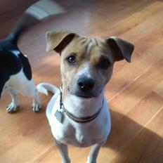 Dansk svensk gaardhund Bølle