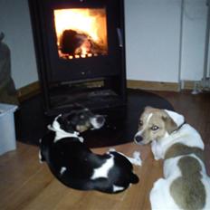 Dansk svensk gaardhund Bølle