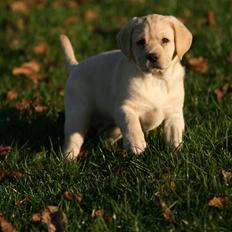 Labrador retriever Mille