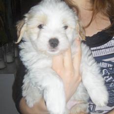 Coton de tulear hunde hvalpene 