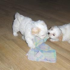 Coton de tulear hunde hvalpene 