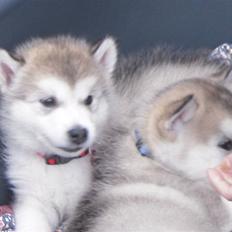 Alaskan malamute Akhasia