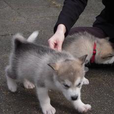 Alaskan malamute Akhasia