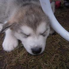 Alaskan malamute Spanto