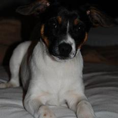 Blanding af racer Eddie