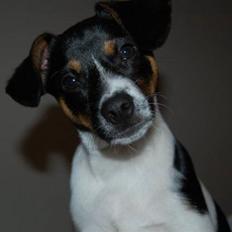 Blanding af racer Eddie