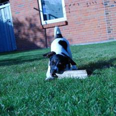 Blanding af racer Eddie