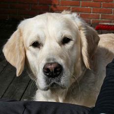 Golden retriever Sea Pimpernel Paperboy