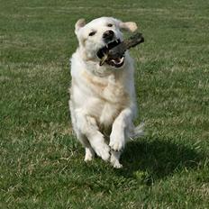 Golden retriever Sea Pimpernel Paperboy