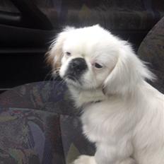 Pekingeser Scott