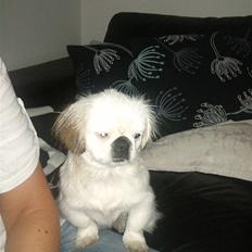 Pekingeser Scott