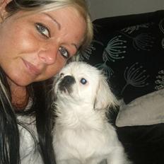 Pekingeser Scott