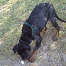 Rottweiler Loke