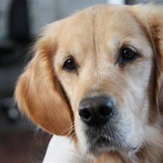 Golden retriever Bella