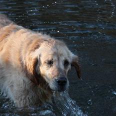 Golden retriever Bella